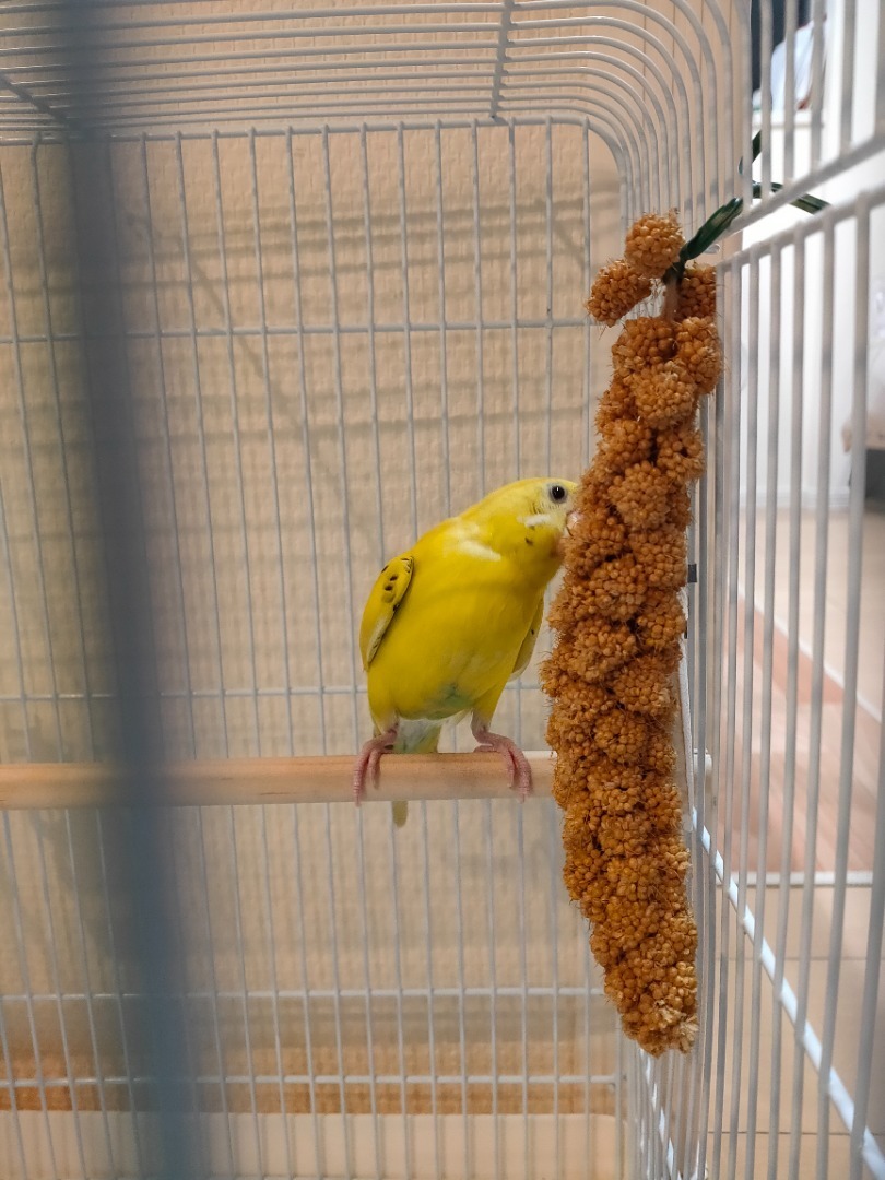 生後2ヶ月半しゃべったよ ベタときどきメダカ そしてセキセイインコ