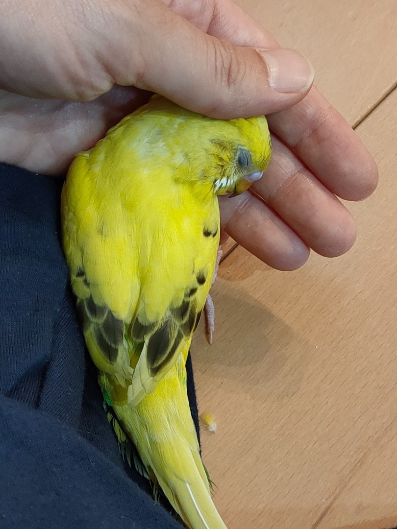 生後2ヶ月半しゃべったよ ベタときどきメダカ そしてセキセイインコ