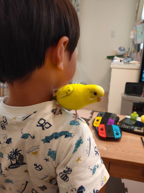 ピンホール ベタときどきメダカ そしてセキセイインコ